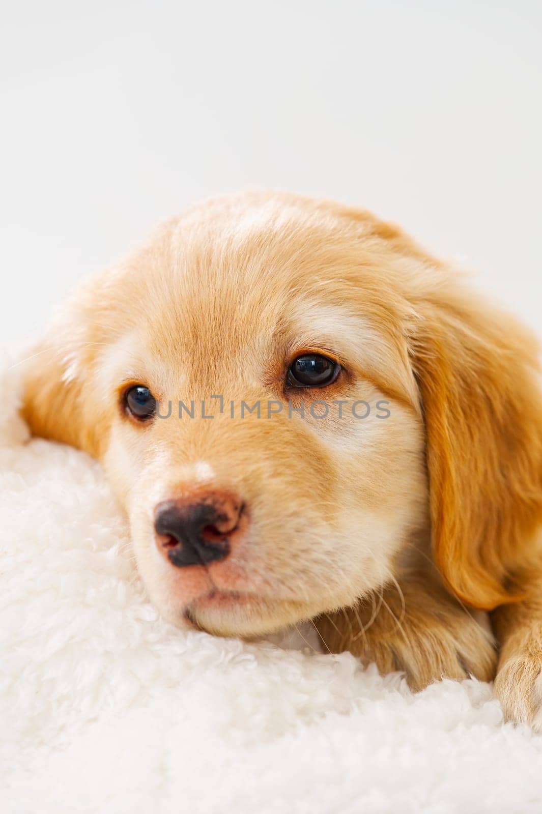 A portrait of a cute puppy. Golden Retriever puppy. adorable young puppy. purebred puppies. Hovawart by PhotoTime