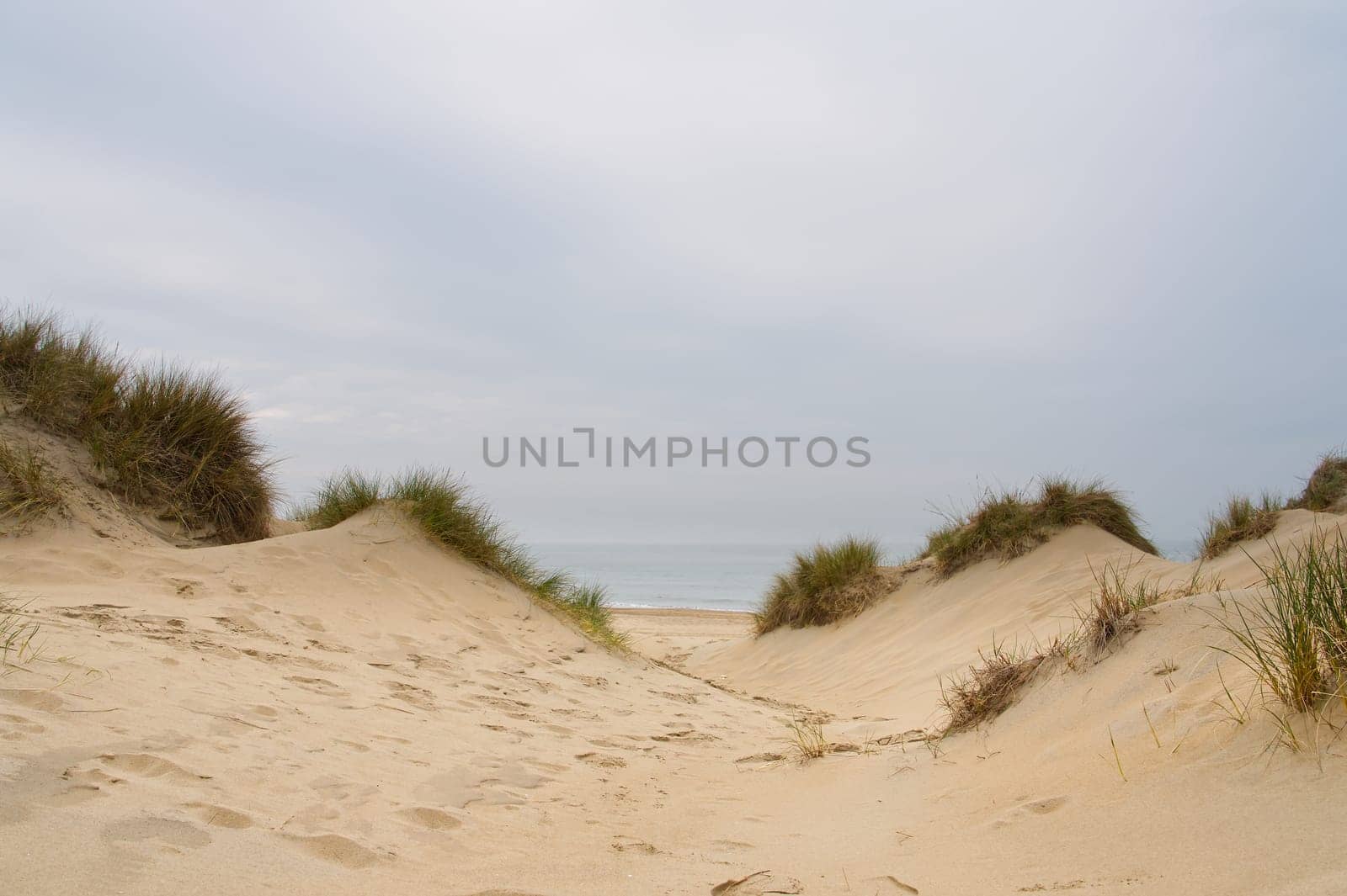 Beach view from the path sand between the dunes at Dutch coastline. Marram grass, Netherlands. The dunes or dyke at Dutch north sea coast