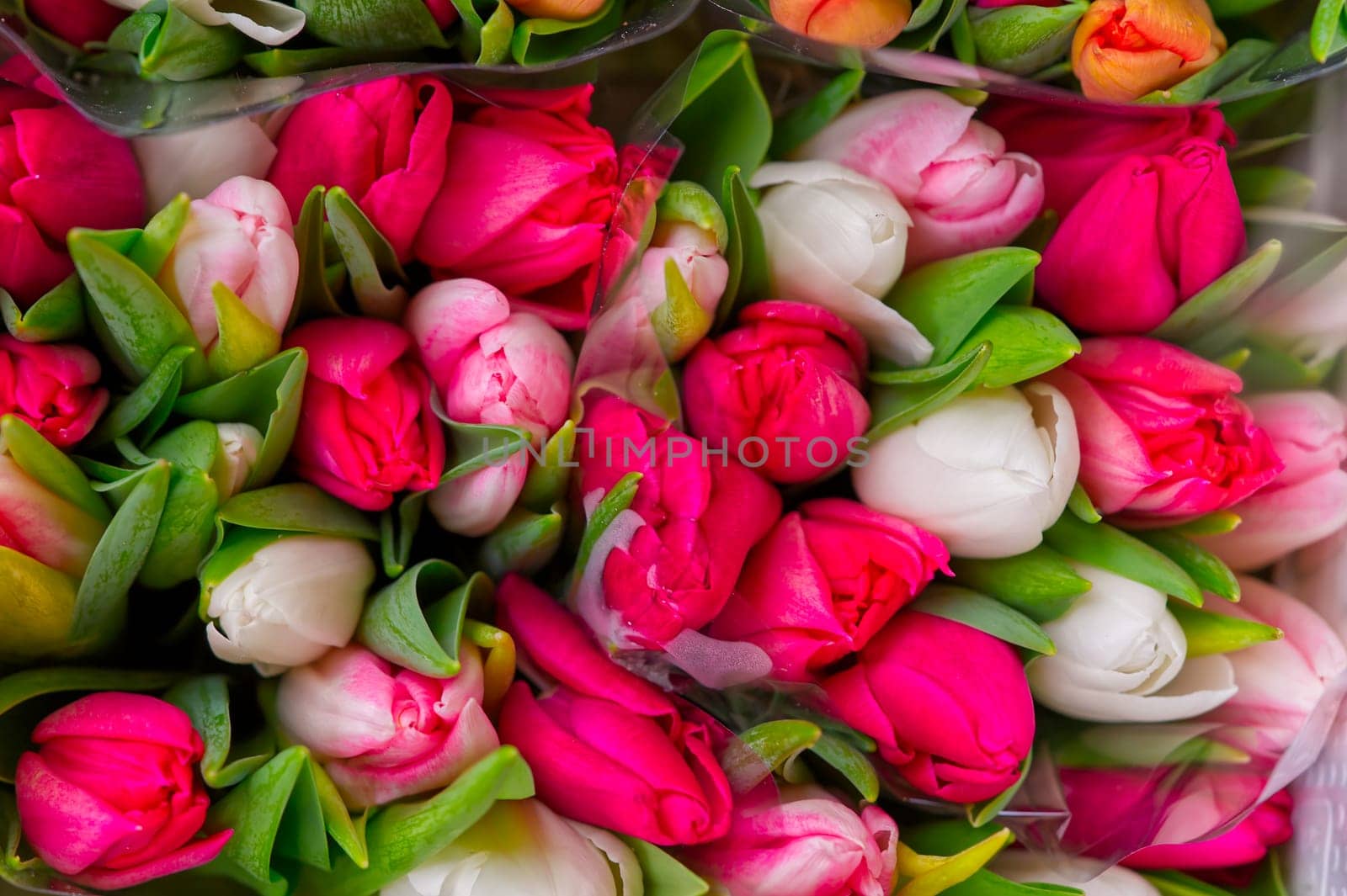 Tulip, tulips bouquet. Present for March 8, International Women's Day. Holiday decor with flowers. Bouquet with colorful tulips. Red tulip, yellow tulip. Holiday floral decor. Spring tulips, bouquet