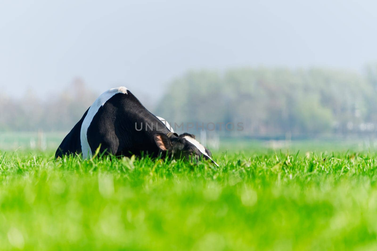 Cow on the lawn. Spotted cow grazing on beautiful green meadow. holstein cow, resting in a meadow. Black and white cow, eco farming in Nederlands.