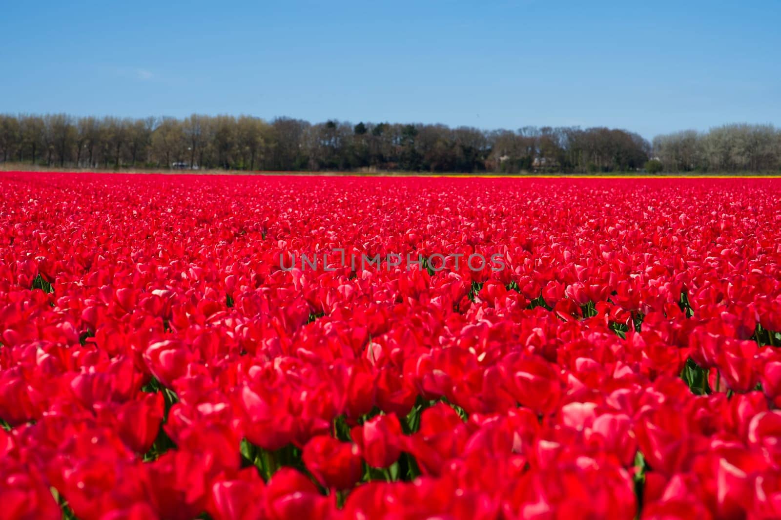 Red tulips blooming in vast springtime field. Beautiful bright red tulip in the middle of a field. Blossoming tulip fields in a dutch, Netherlands.