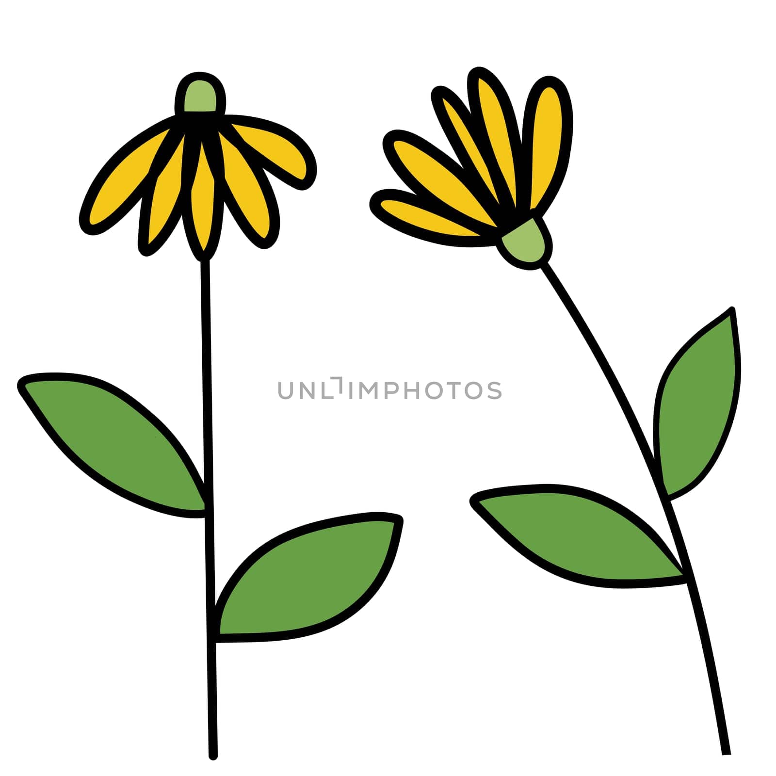 Drawing of flower isolated on white background for usage as an illustration, nature decoration and springtime concept