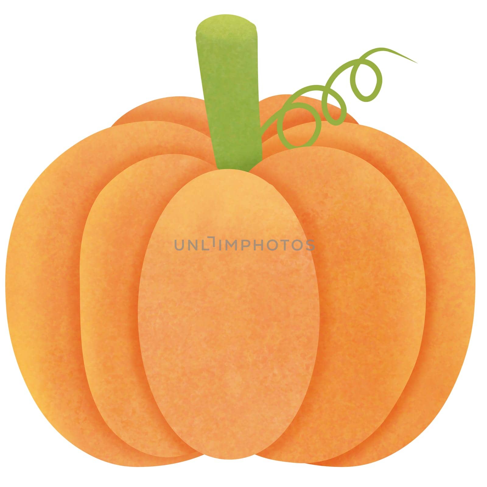 Drawing of pumpkin isolated on white background for usage as an illustration, food and eating concept