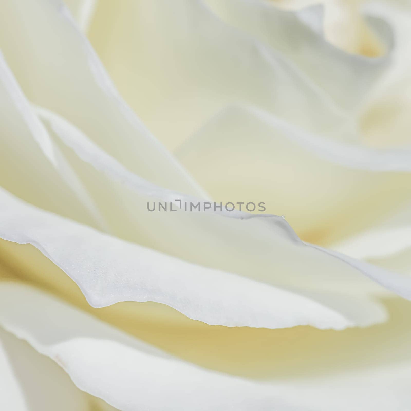 Abstract floral background, white rose flower petals by Olayola