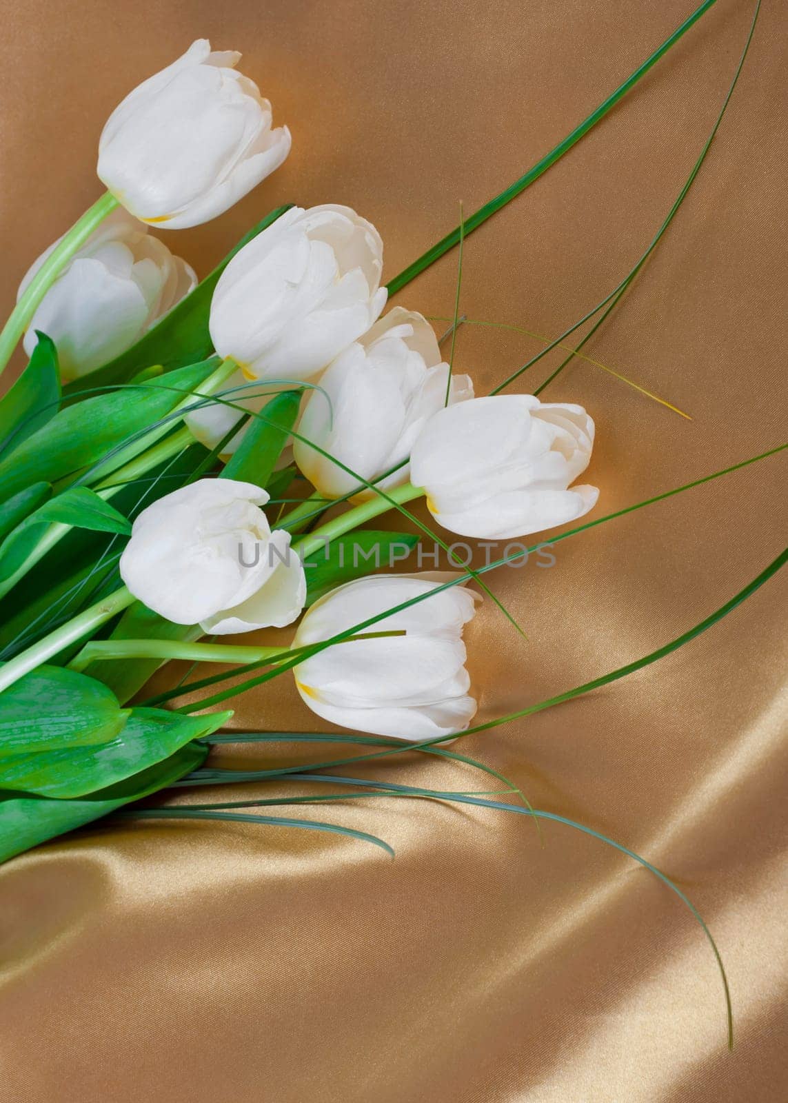 beautiful bright white tulips, yellow flowers on silk background by aprilphoto