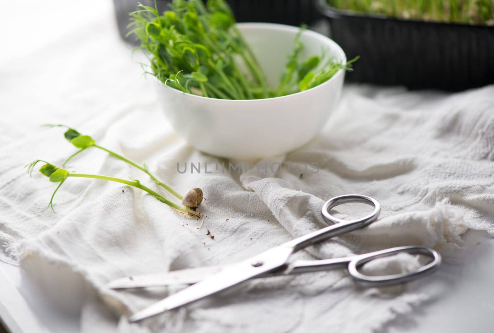 Healthy food concept, growing microgreens - boxes of peas scissors and a bowl of cut microgreens by aprilphoto