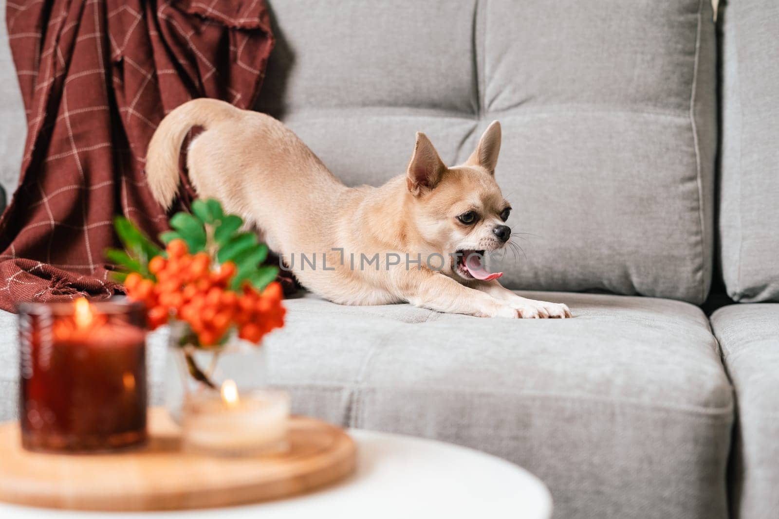 Funny puppy chihuahua lying on couch and pillow under plaid indoors. Cute Little dog home warming under blanket in cold fall autumn winter weather. Pet animal in living room with candle and decor by Ostanina