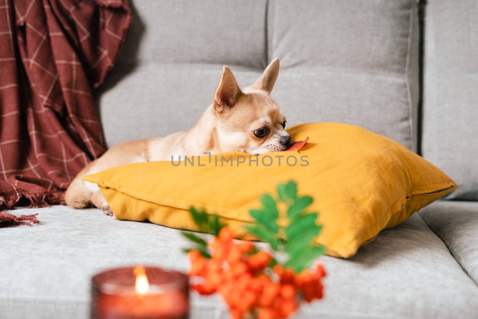 Funny puppy chihuahua lying on couch and pillow under plaid indoors. Cute Little dog home warming under blanket in cold fall autumn winter weather. Pet play with leaf in living room with candle decor.
