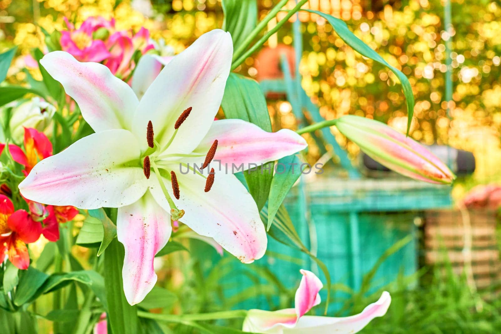 Nice summer blooming white pink lilies in light garden by jovani68