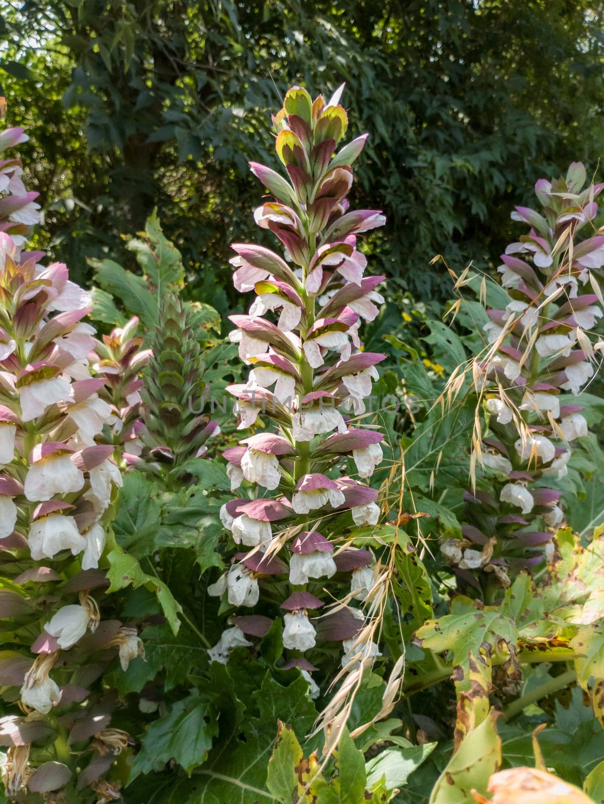 Acanthus mollis Bear's Breeches a spring summer flowering plant with a white summertime flower and a purple hood which open in July and August and is commonly knowns as Bears Breeches