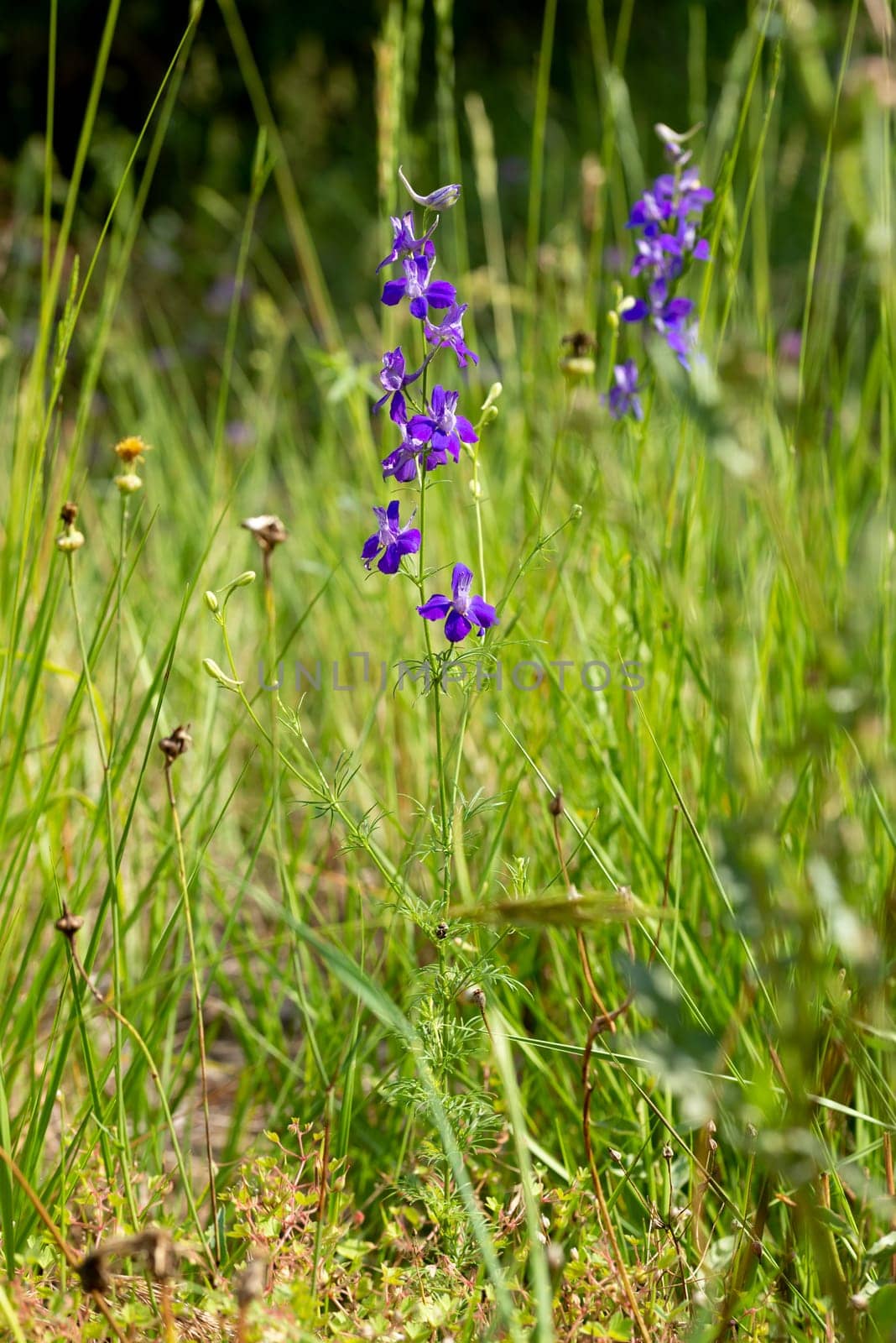 Delphinum ajacis in the meadow. Provence, south of France