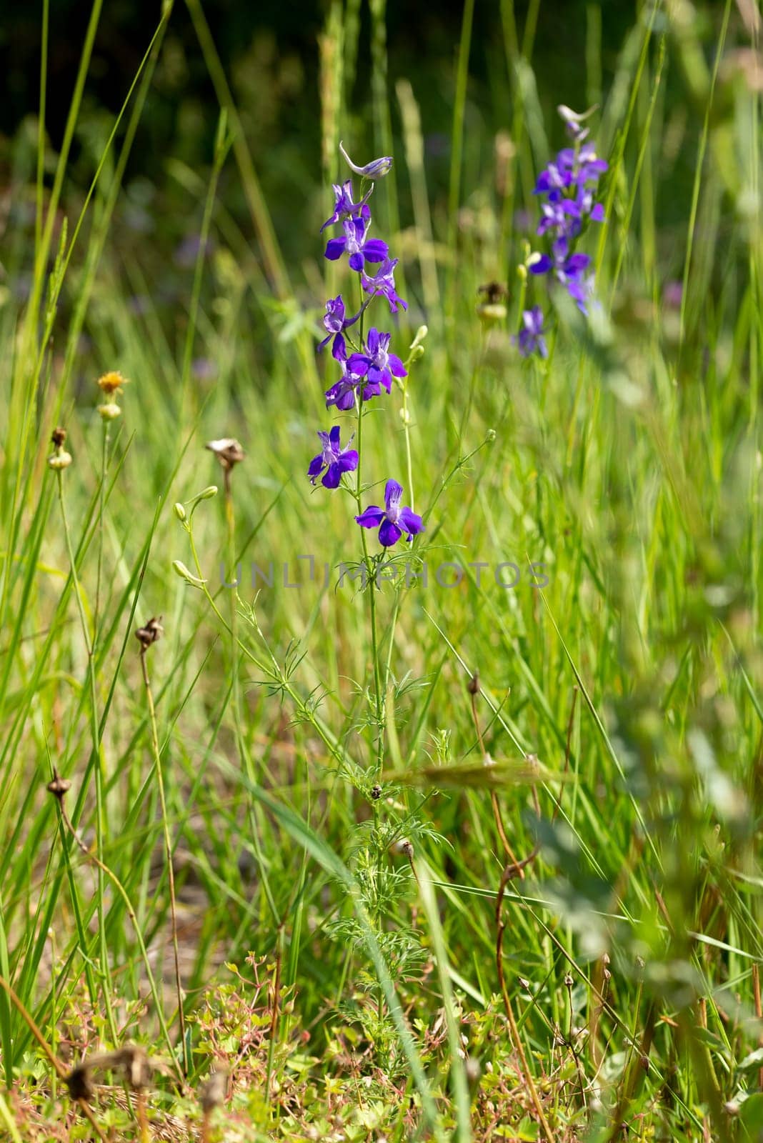 Delphinum ajacis by MaxalTamor