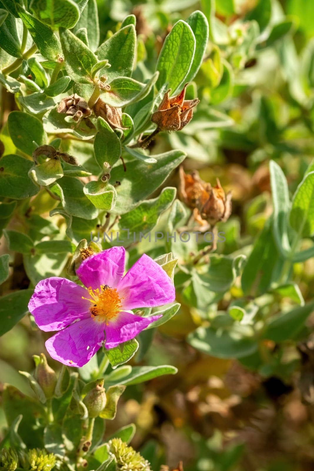 Cistus albidus in a garden in Provence, south of France