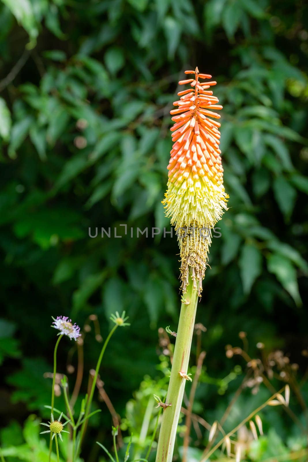Kniphofia uvaria also known as Bareroot Red Hot Poker, torch lily, poker plant, under the summer sun in the Frence Provence