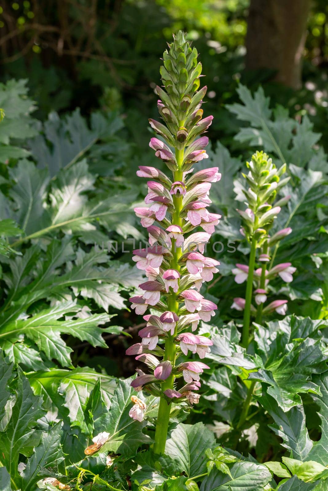 Acanthus mollis Bear's Breeches a spring summer flowering plant with a white summertime flower and a purple hood which open in July and August and is commonly knowns as Bears Breeches