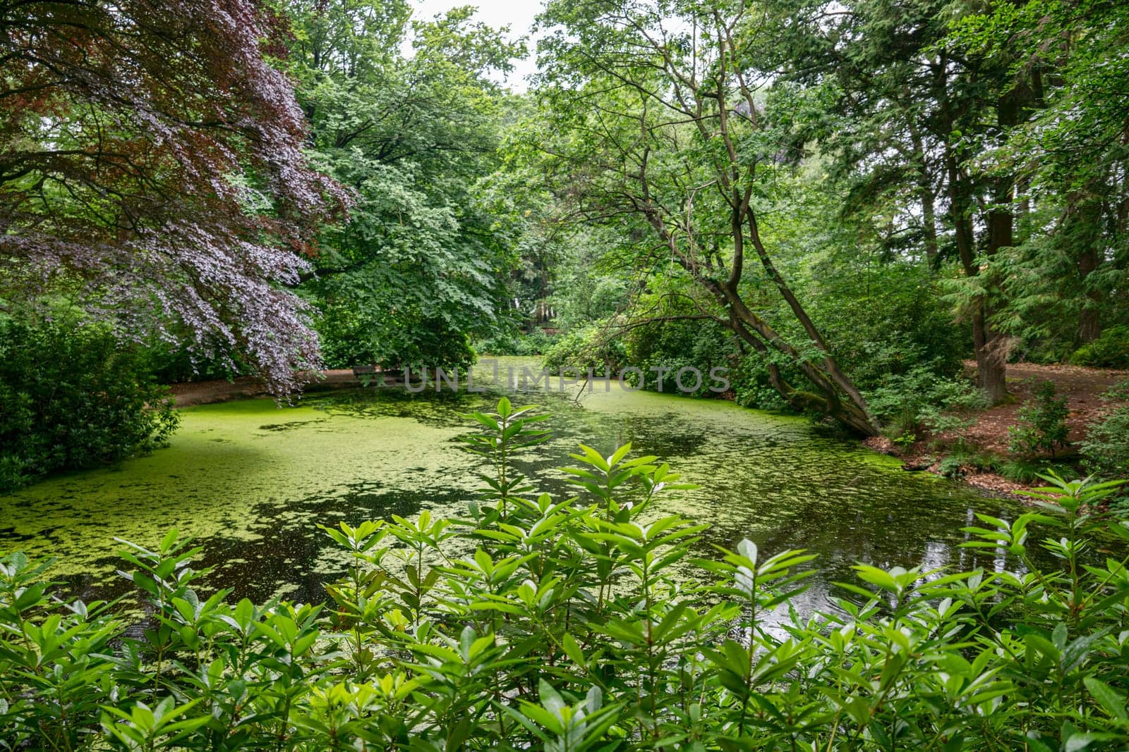 a pond bordered by trees with red and green foliage by compuinfoto