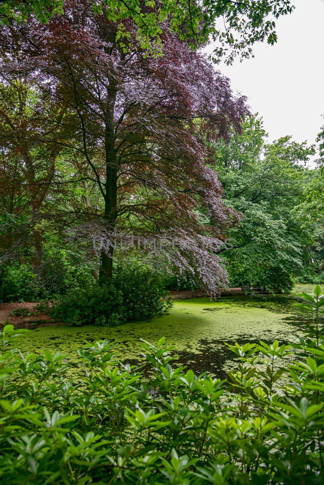 a big red beech at the pond bordered by trees with red and green foliage by compuinfoto