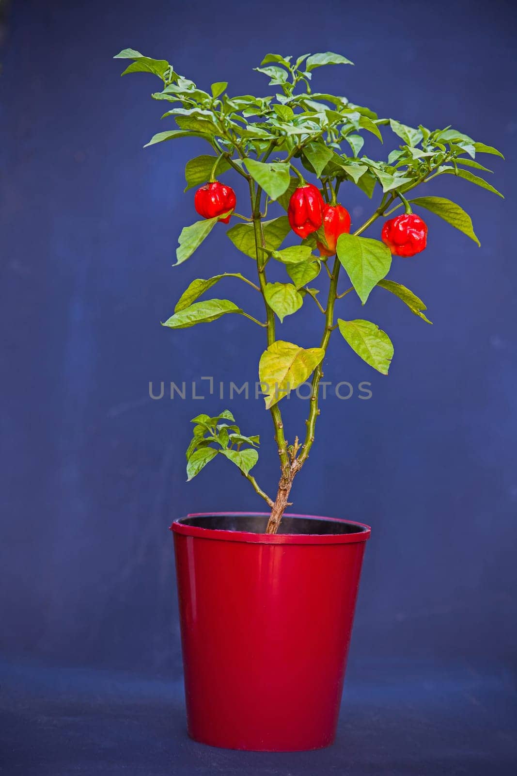Carolina reaper chili Capsicum chinense plant 15379 by kobus_peche