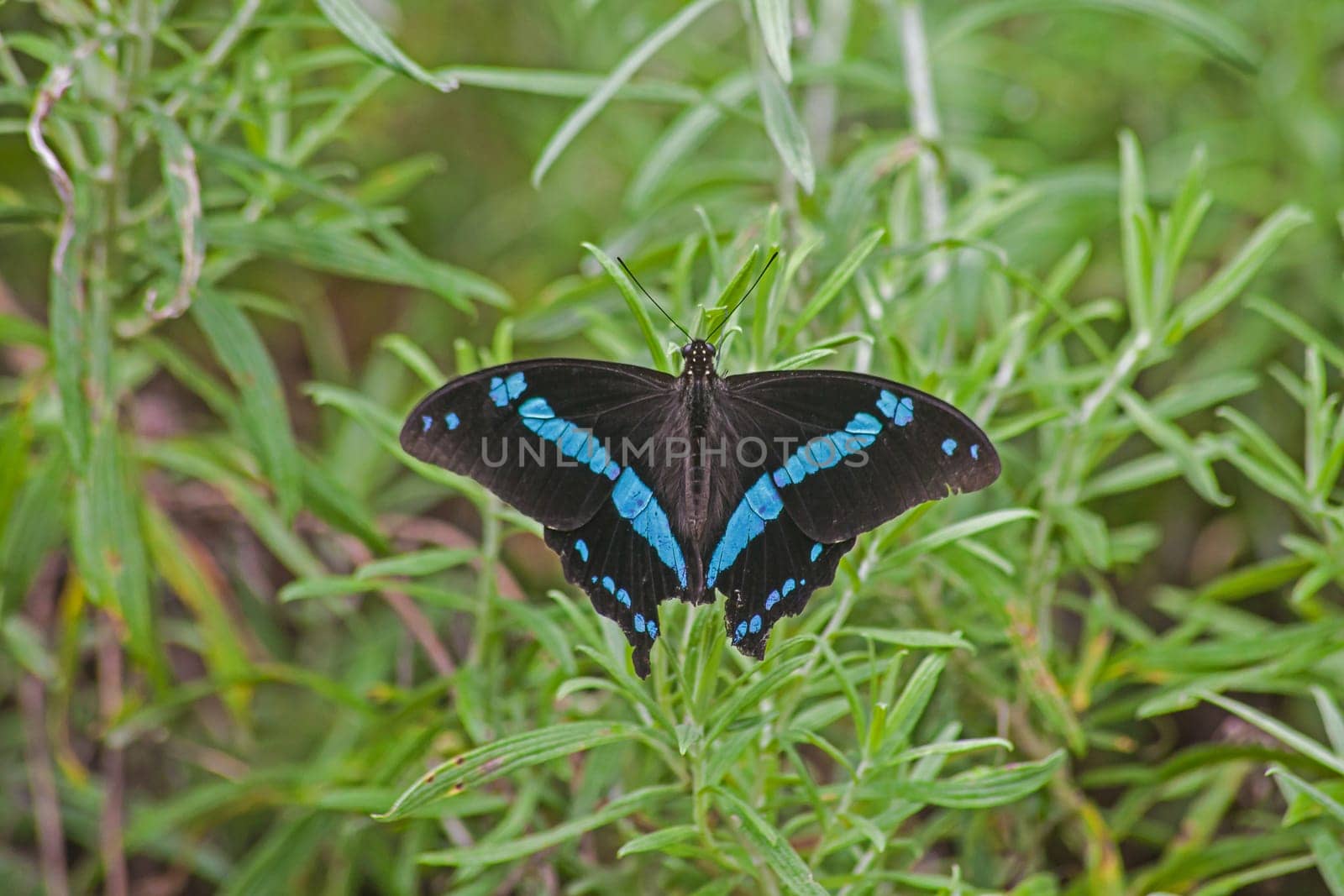 Green-banded Swallowtail (Papilio nireus), also known as rhe African Blue-banded Swallowtail is found in Sub-Saharan Africa