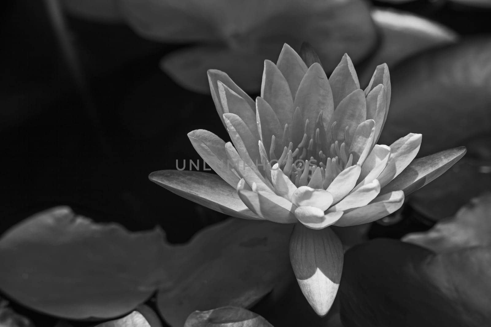 Monochrome image of a Water-lily