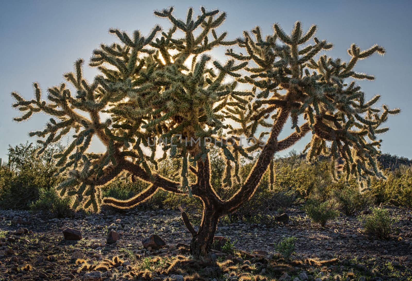 Teddy Bear Cholla in Organ Pipe