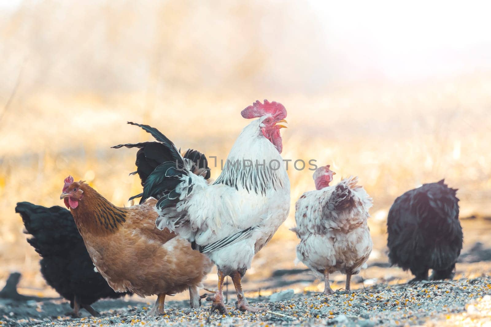 rooster with hens on the farm, birds
