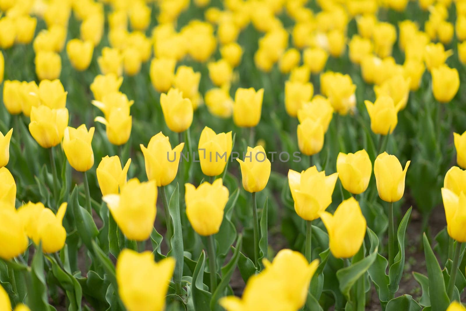 Yellow tulip flowers background outdoor by andreonegin