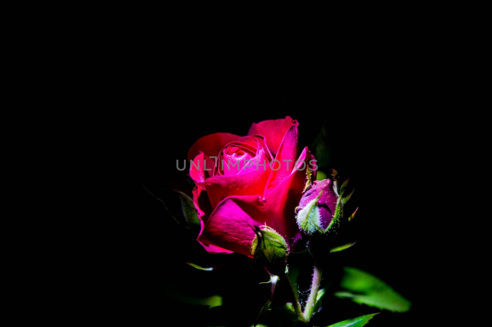 Blooming red rose flower in night darkness. Red Rose. Flowering period. Black background. Festive bouquet of scarlet roses. background image.