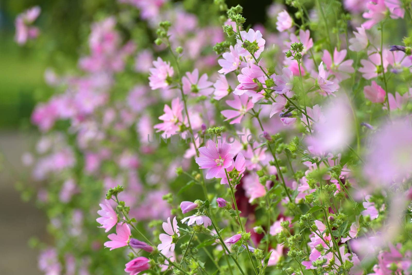 Thickets of wild profusely blooming pink mallow by olgavolodina