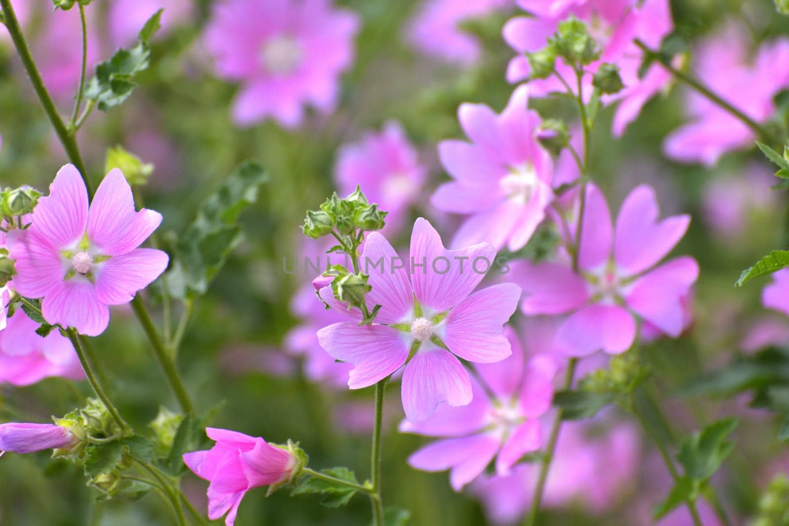 Thickets of wild profusely blooming pink mallow by olgavolodina