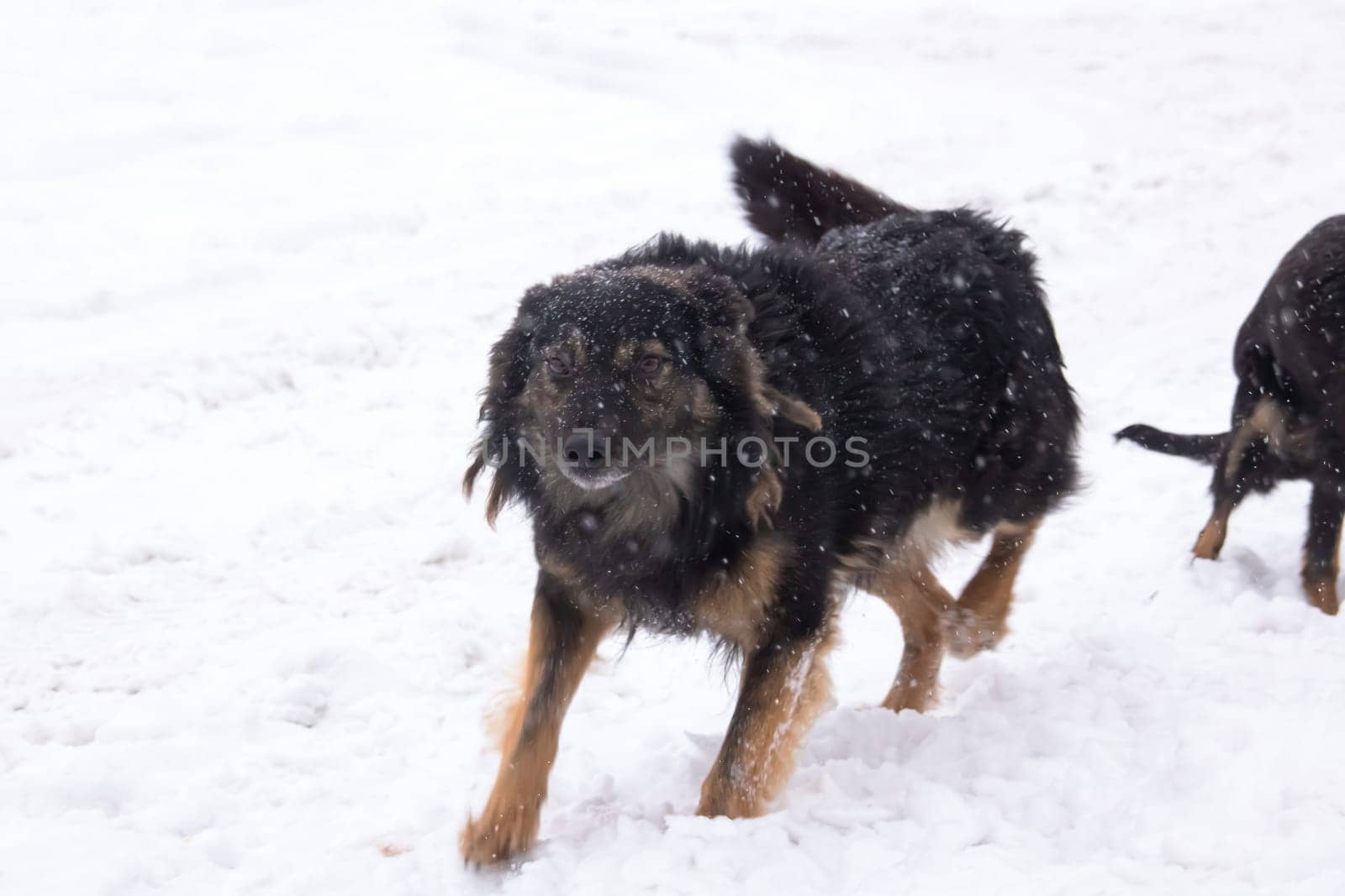 Black fluffy dog in the snow close up