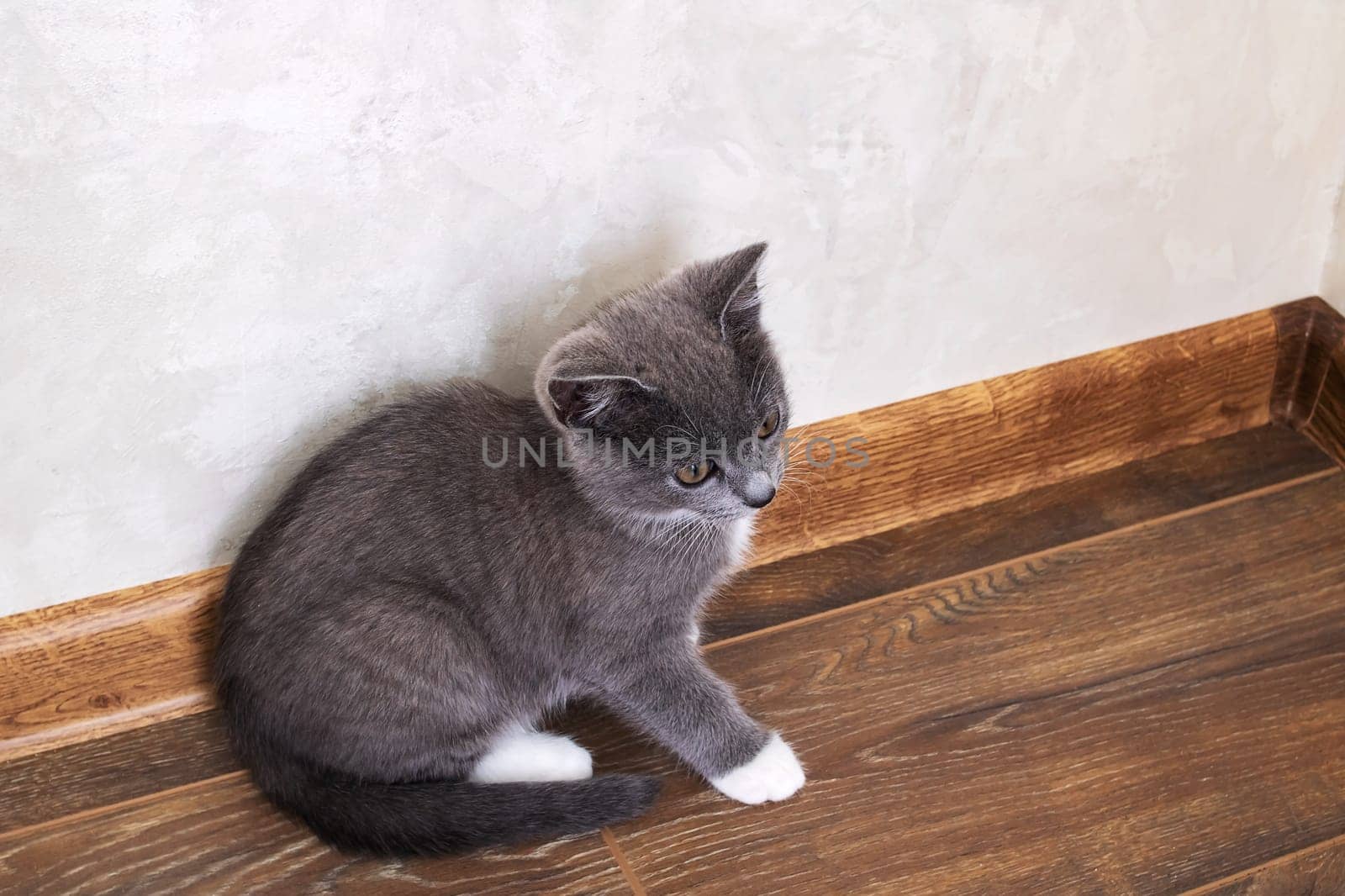 Small grey kitten close-up portrait at home by Vera1703