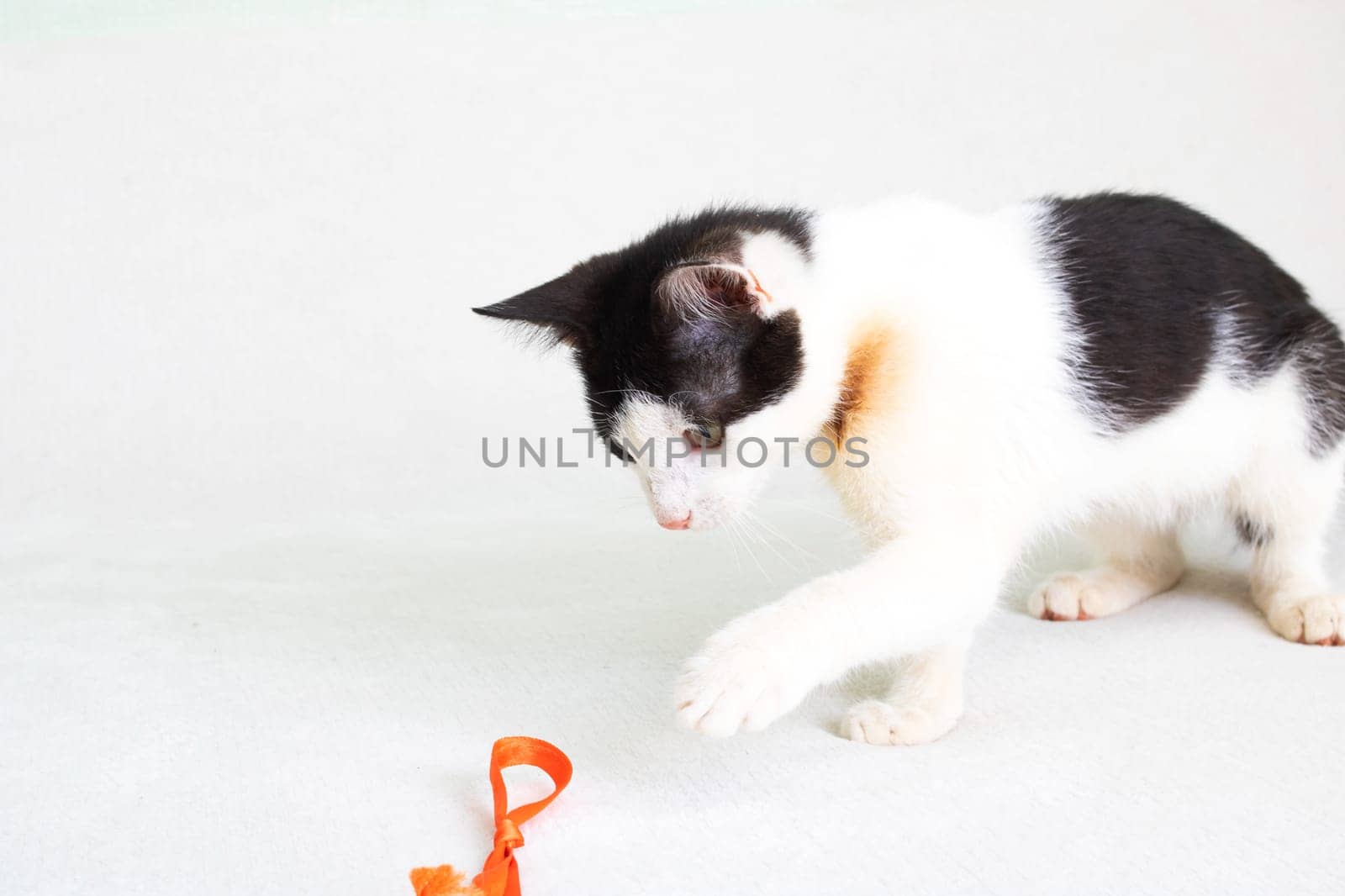 Black and white kitten playing with a rope close up