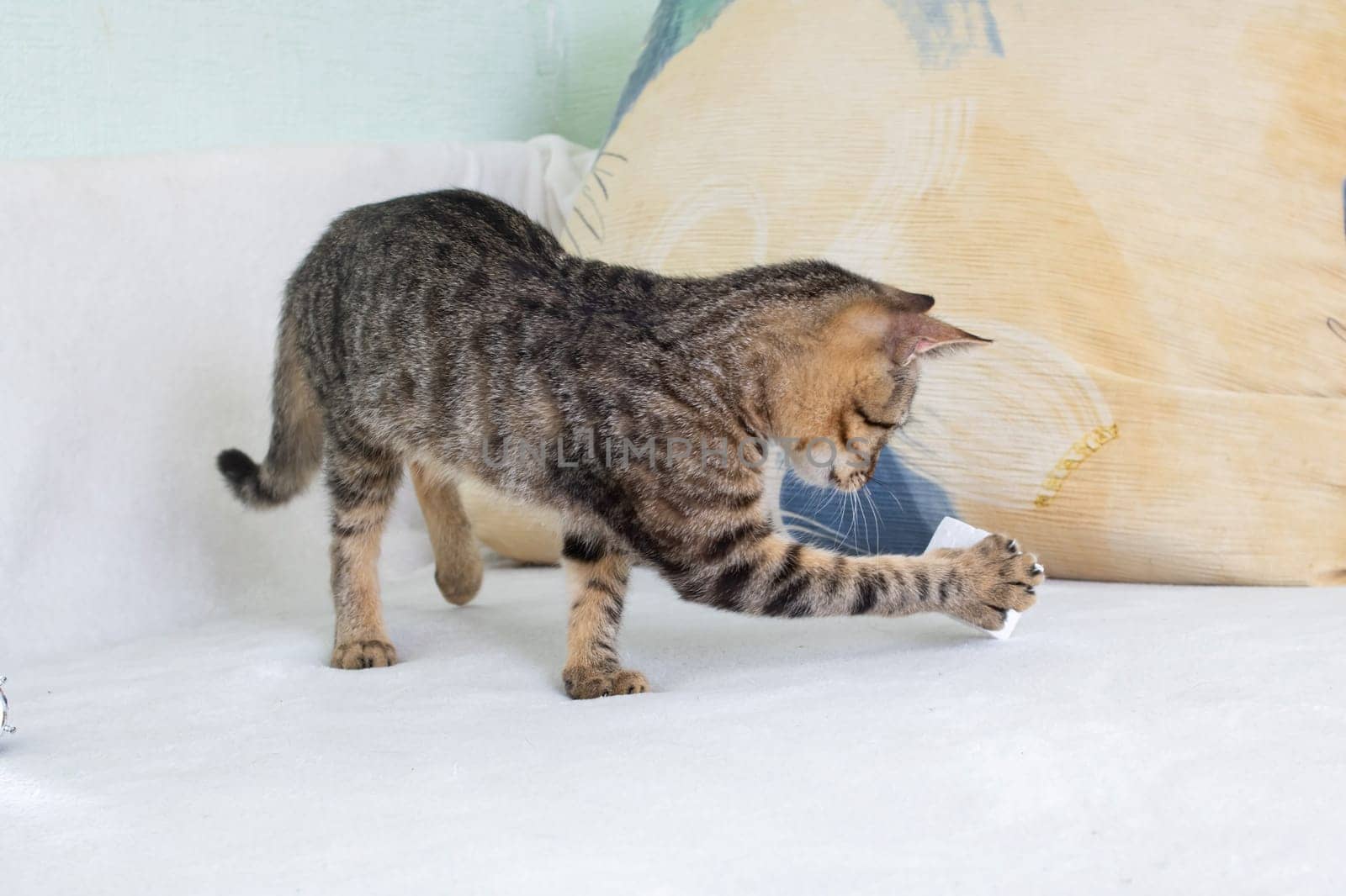 A gray kitten sniffs a Christmas tree cone close up