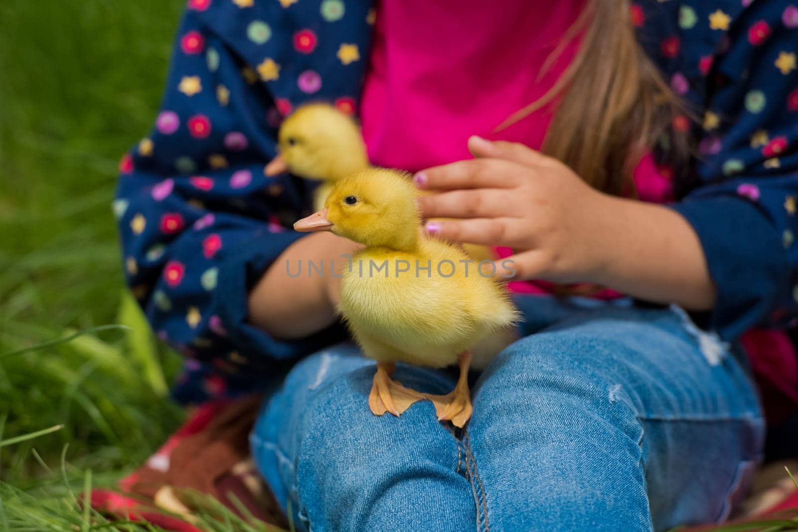 Little girl holding small ducklings in the garden. Close-up. Yellow duckling in her hands.