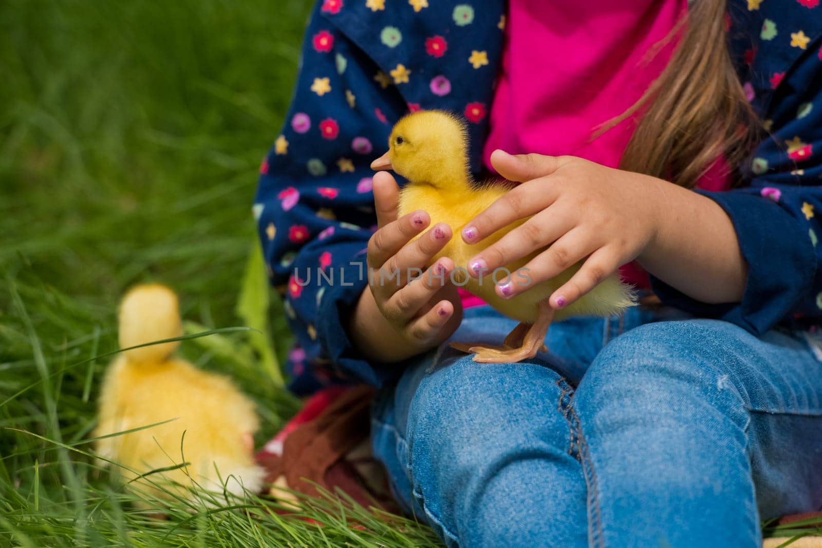 Little girl holding small ducklings in the garden. Close-up. Yellow duckling in her hands.