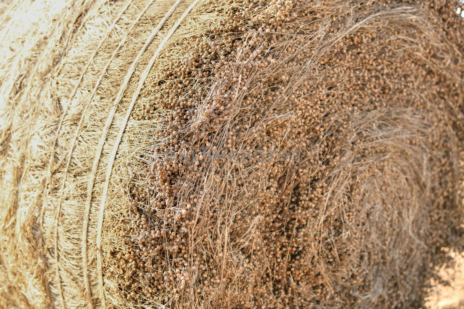 Bale of dry flax on the field in Normandy France