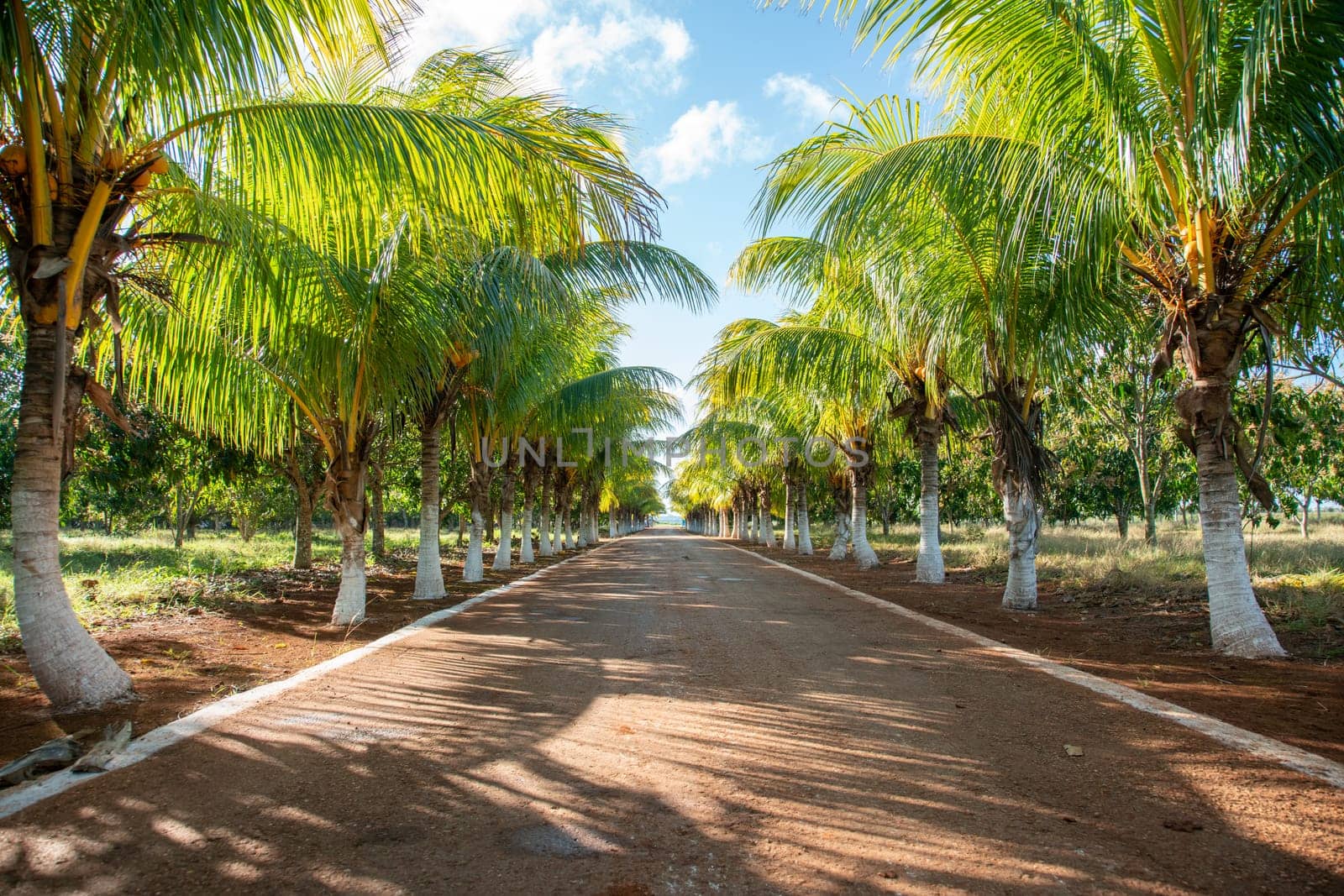 Image of countryside gravel road with palm trees at both sides in Cuba