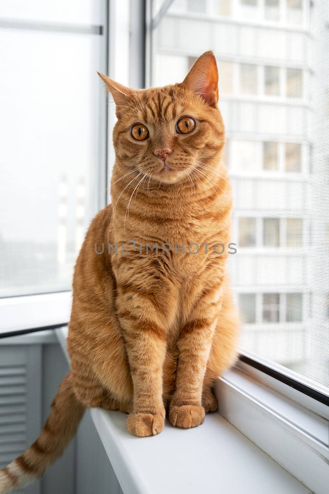 A large adult cute ginger cat sits on a windowsill and looks at the camera. Pets theme. Selective focus.