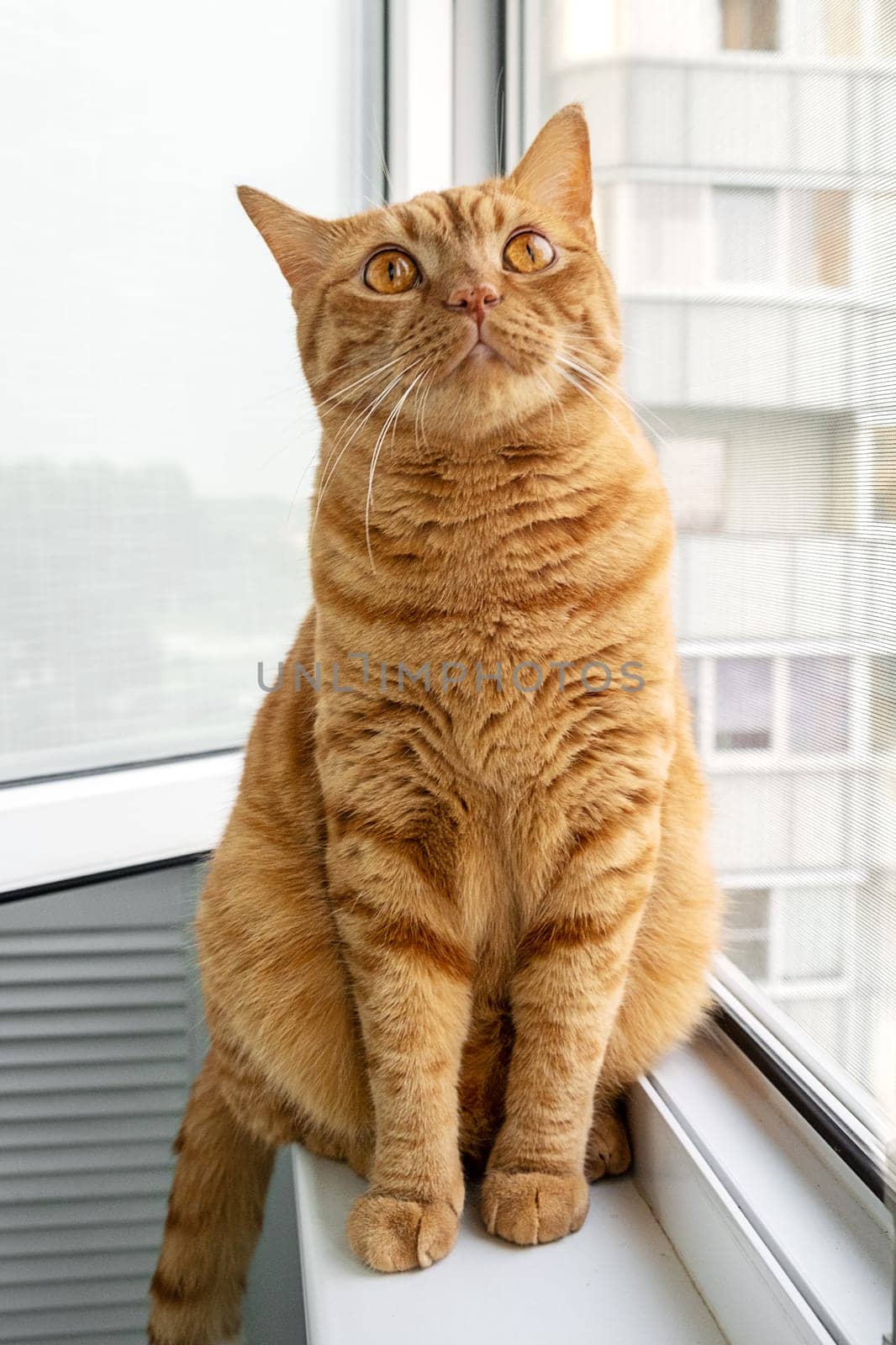 Large adult cute ginger cat sitting on windowsill looking up. Pets theme. Selective focus.