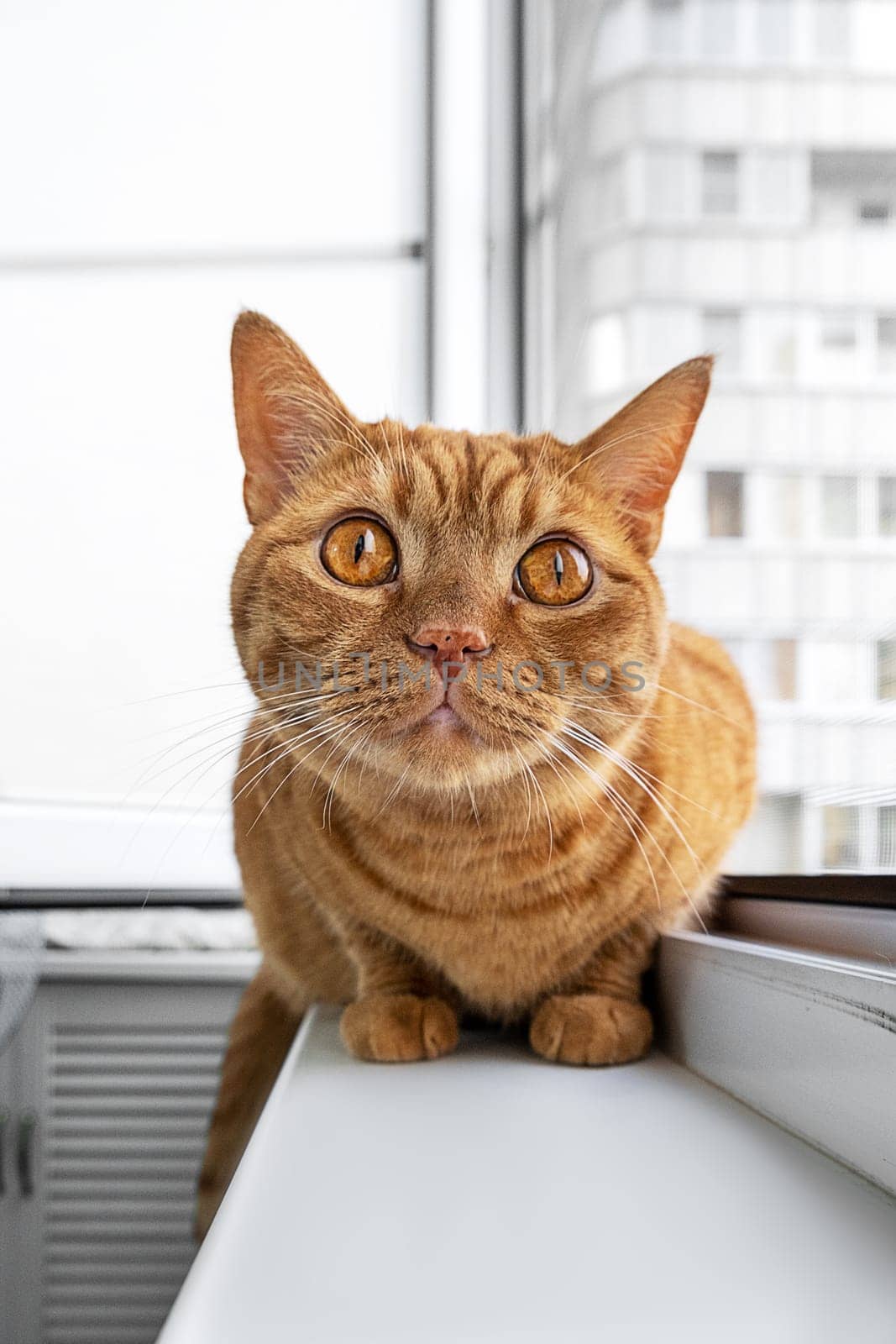 Large adult cute ginger cat sitting on windowsill looking up. Pets theme. Selective focus.