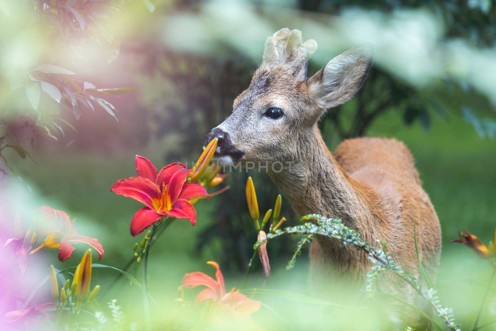 roe deer eating red lilies in the city park by drakuliren