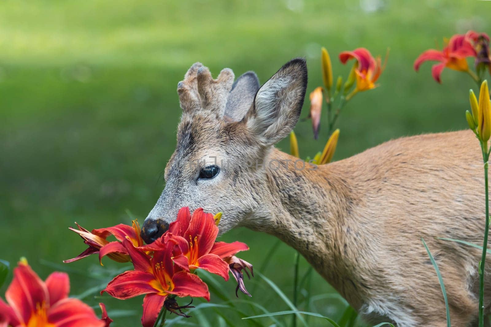 roe deer eating red lilies in the park