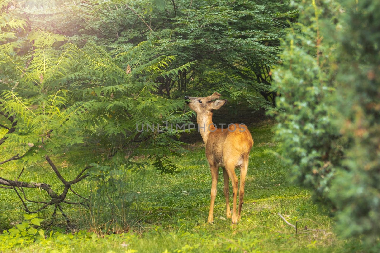 roe deer in a clearing in the forest by drakuliren