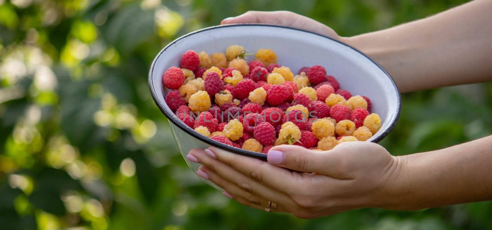 farmer collects raspberries, raspberries in a bowl. Selective focus