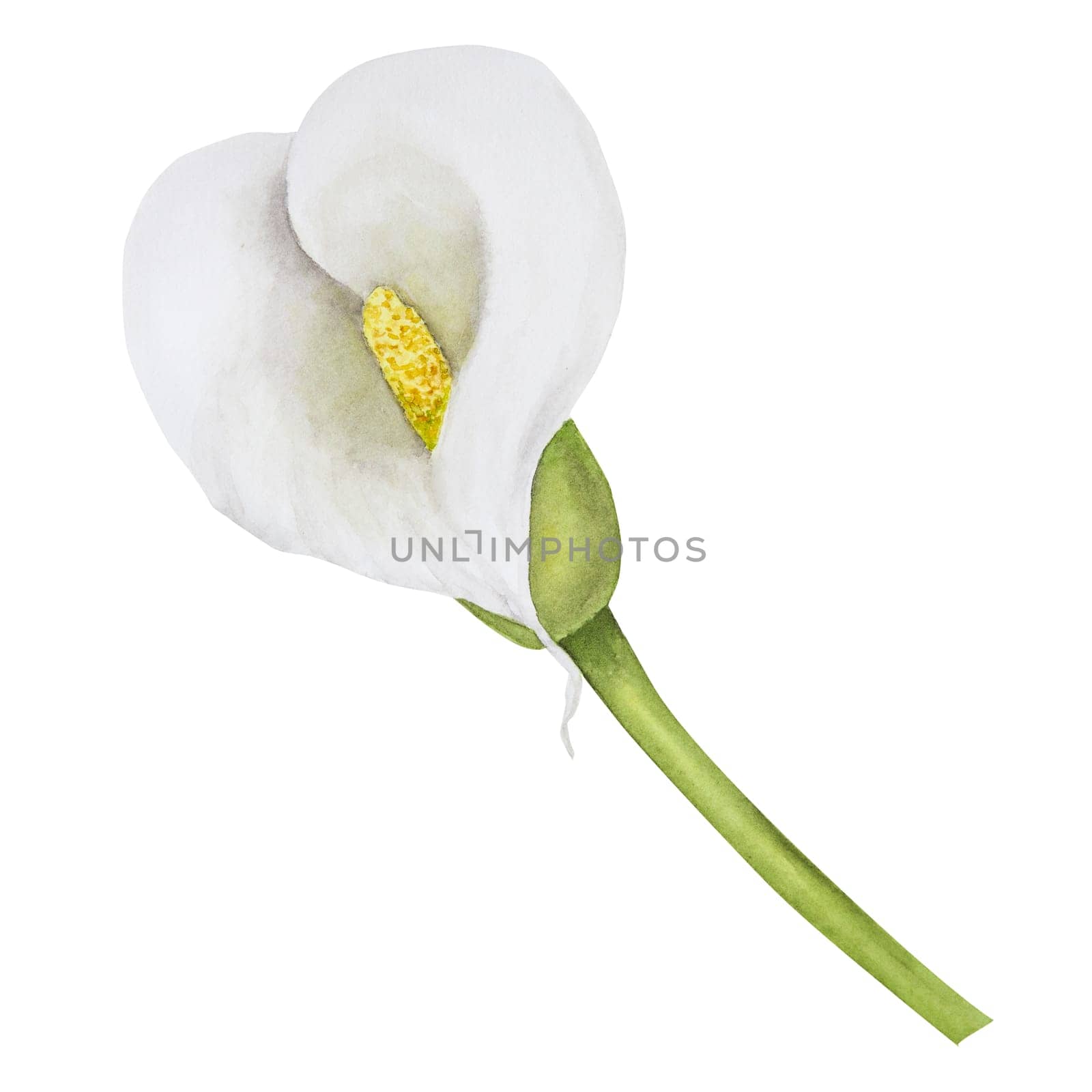Watercolor clipart of white calla lily flower. Hand drawn floral illustration for wedding invitations, floristic salons, cosmetics, beauty boutique. Isolated tropical water arum flowers for fabric, wrapping, prints