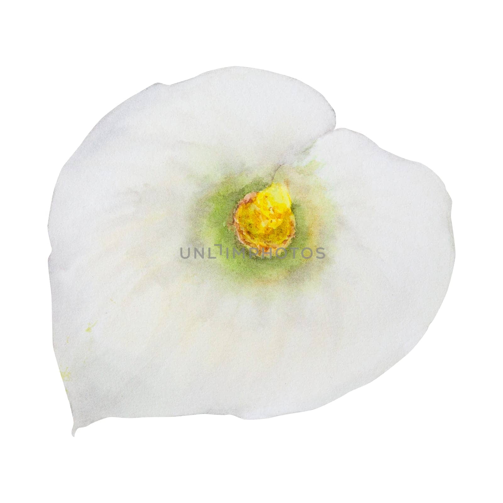 Watercolor clipart of white calla lily flower. Hand drawn floral illustration for wedding invitations, floristic salons, cosmetics, beauty boutique. Isolated tropical water arum flowers for fabric, wrapping, prints