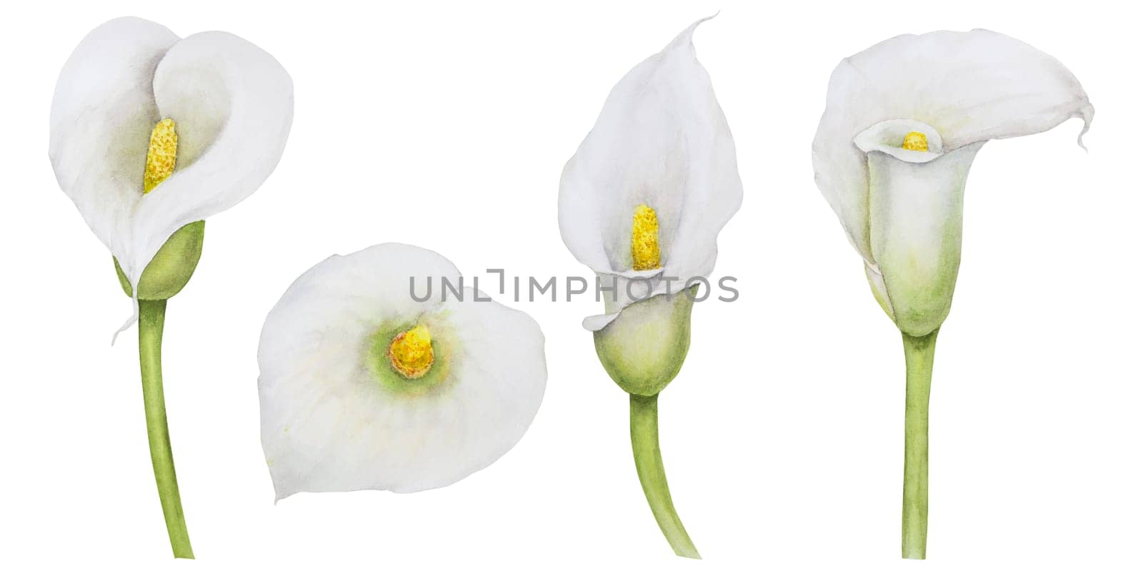 Watercolor clipart of white calla lily flower. Hand drawn floral illustration for wedding invitations, floristic salons, cosmetics, beauty boutique. Isolated tropical water arum flowers for fabric, wrapping, prints