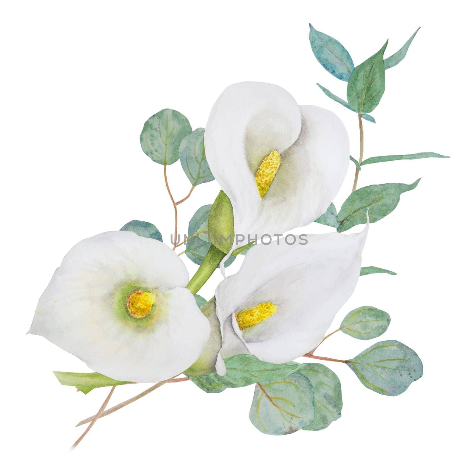 Watercolor clipart of white calla lily flowers and eucalipt. Hand drawn floral illustration for wedding invitations, floristic salons, cosmetics, beauty. Isolated composition tropical water arum for greetings, prints, posters