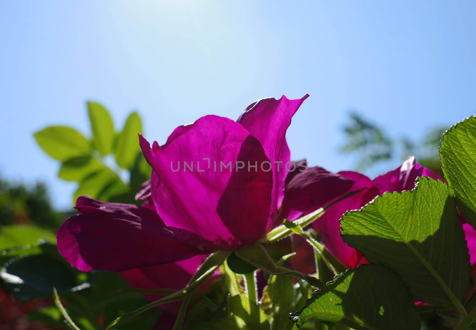 Magenta colored rose. It's  a rosa rugosa. Other names for this plant are  beach rose, Japanese rose, Ramanas rose, letchberry